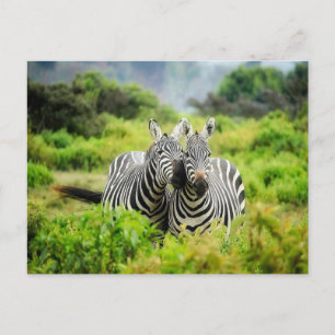 Cartão Postal Zebras na natureza