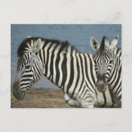 Cartão Postal Zebras olhando a câmera no Safari