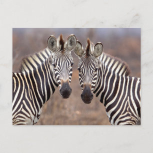 Cartão Postal Zebras planas, Parque Nacional Kruger