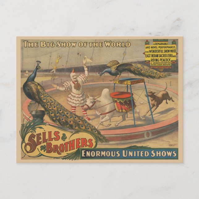 Cartão Postal Zebu E Pavão Com Treinador De Palhaços (Frente)