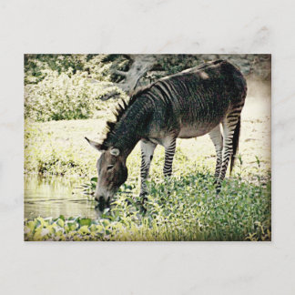 Cartão Postal Zedonk