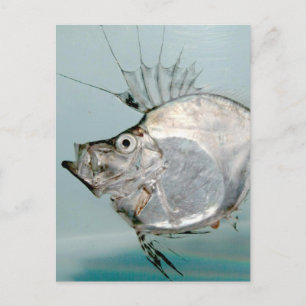 Cartão Postal Zeidae