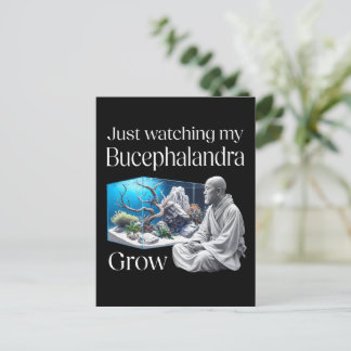 Cartão Postal Zen and Bucephalandra – The Art of Aquascaping