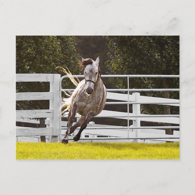 Cartão Postal Zest For Life (Frente)