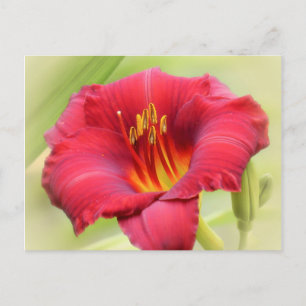 Cartão Postal Zinger Daylily