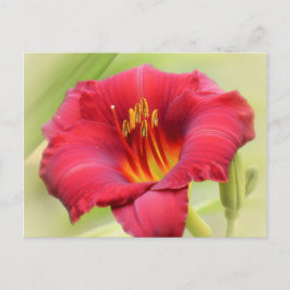 Cartão Postal Zinger Daylily