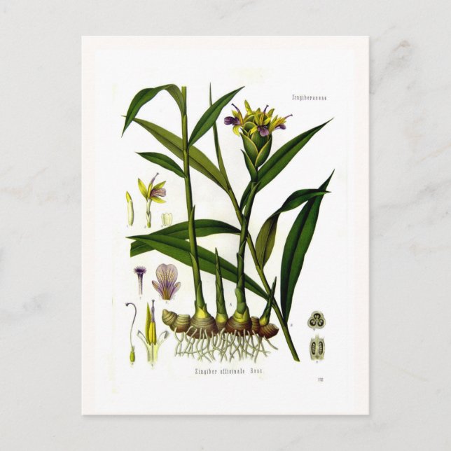 Cartão Postal Zingiber officinalis (ginger) (Frente)