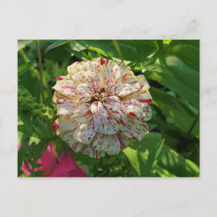 Cartão postal Zinnia