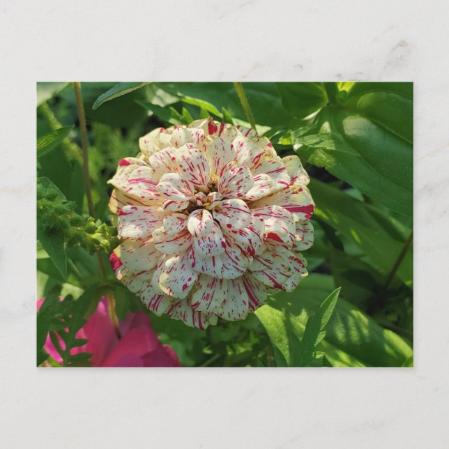 Cartão postal Zinnia (Frente)