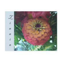 Cartão postal - Zinnia