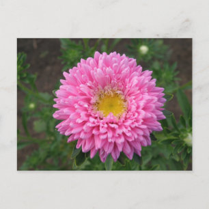 Cartão Postal Zinnia Rosa