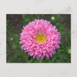 Cartão Postal Zinnia Rosa