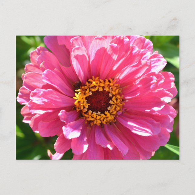 Cartão Postal Zinnia Rosa (Frente)