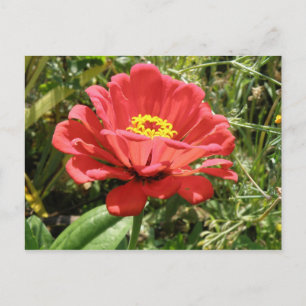 Cartão postal Zinnia Vermelho