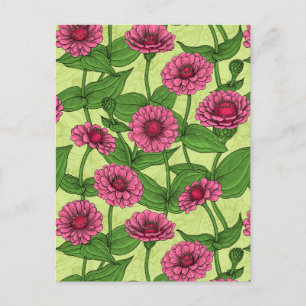 Cartão Postal Zinnias cor-de-rosa em verde claro