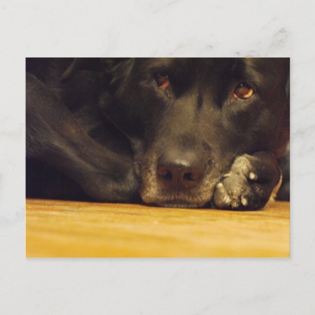 Cartão Postal Zoe (Frente)