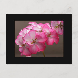 Cartão Postal Zonale geranium 'Cattolica'