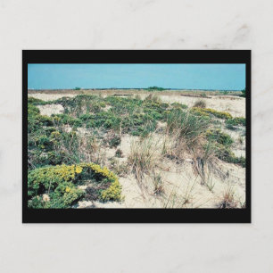 Cartão Postal Zonas úmidas. Delaware Bay Henlopen