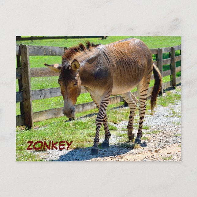 Cartão Postal Zonkey part Zebra e Donkey (Frente)