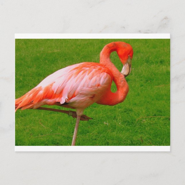 Cartão Postal Zoo (Frente)