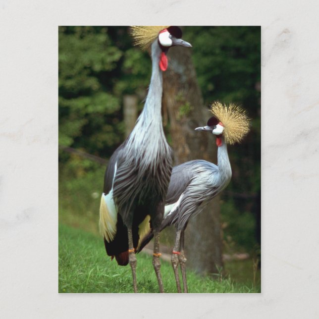 Cartão Postal Zoo de São Francisco (Frente)