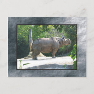 Cartão Postal zoo rino