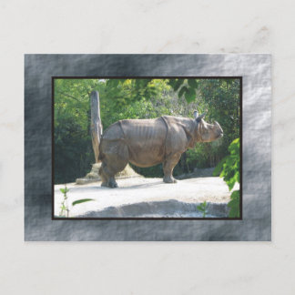 Cartão Postal zoo rino