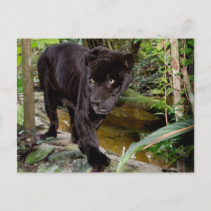Cartão Postal Zoológico da Cidade de Belize. Pantera negra