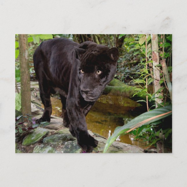 Cartão Postal Zoológico da Cidade de Belize. Pantera negra (Frente)