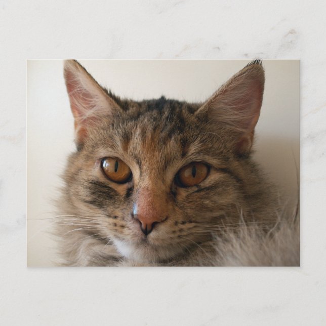 Cartão Postal Zora (Frente)