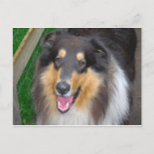 Cartão Postal zorro