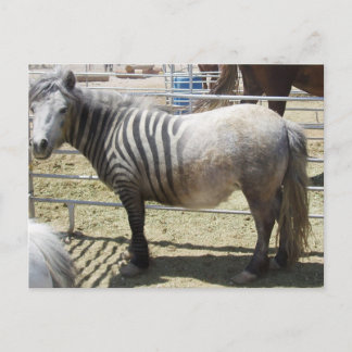Cartão Postal Zorse