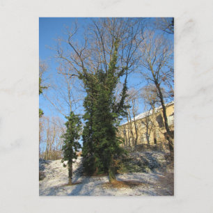 Cartão Postal Zugewachsener Baum