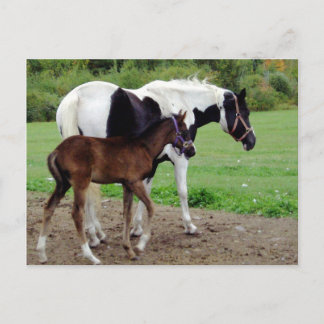 Cartão Postal Zura3