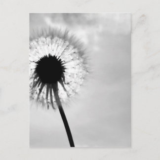 Cartão Postal Zwart com Paardebloem Black and White Dandelion