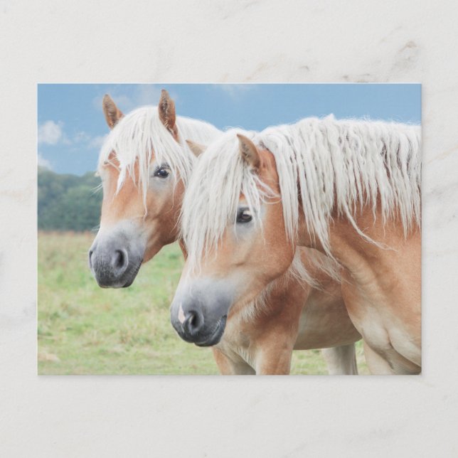 Cartão Postal zwei Haflinger (Frente)