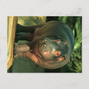 Cartão Postal Zwergflusspferd (Choeropsis liberiensis)