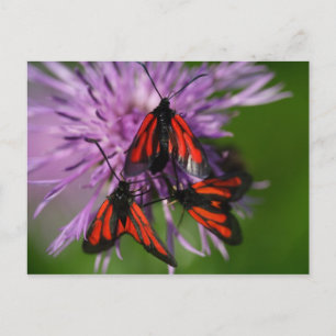 Cartão Postal Zygaena purpuralis