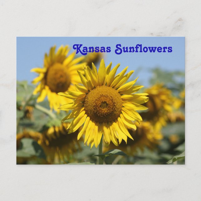 CARTÃO POSTO Kansas Sunflower (Frente)