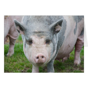 Cartão Pote Belly Pig, Norfolk UK