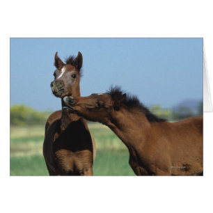 Cartão Potros que jogam 2