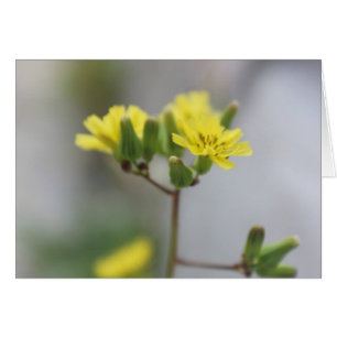 Cartão Pouca flor amarela #4