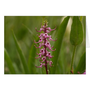 Cartão Pouco Elephants.Colorado vermelho 05