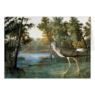 Cartão Pouco Yellowlegs