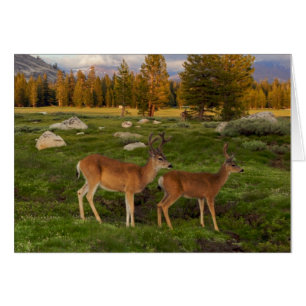 Cartão Prado de Tuolumne, Yosemite