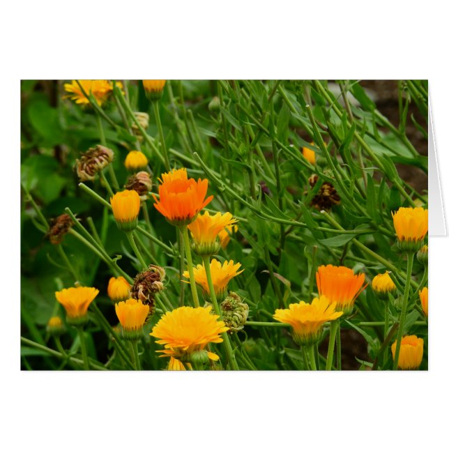 Cartão Prado em Maine (Frente Horizontal)