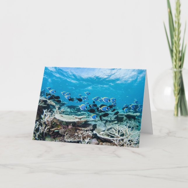 Cartão Praias Tropicais | Sturgeon Entre Coral (Frente)
