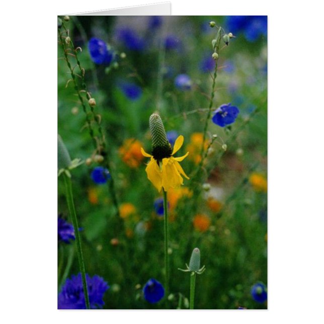 Cartão Prairie Coneflower (Frente)