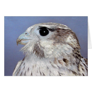 Cartão Prairie Falcon