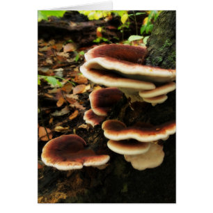 Cartão Prateleira feericamente